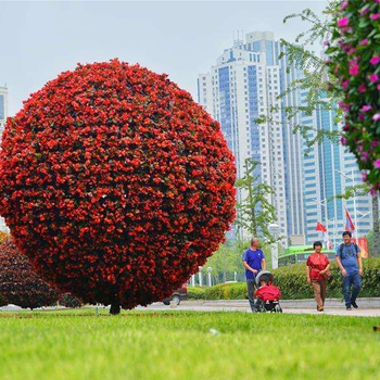 立體花壇雕塑成都雕塑廠立體真植物花壇立體花球花壇